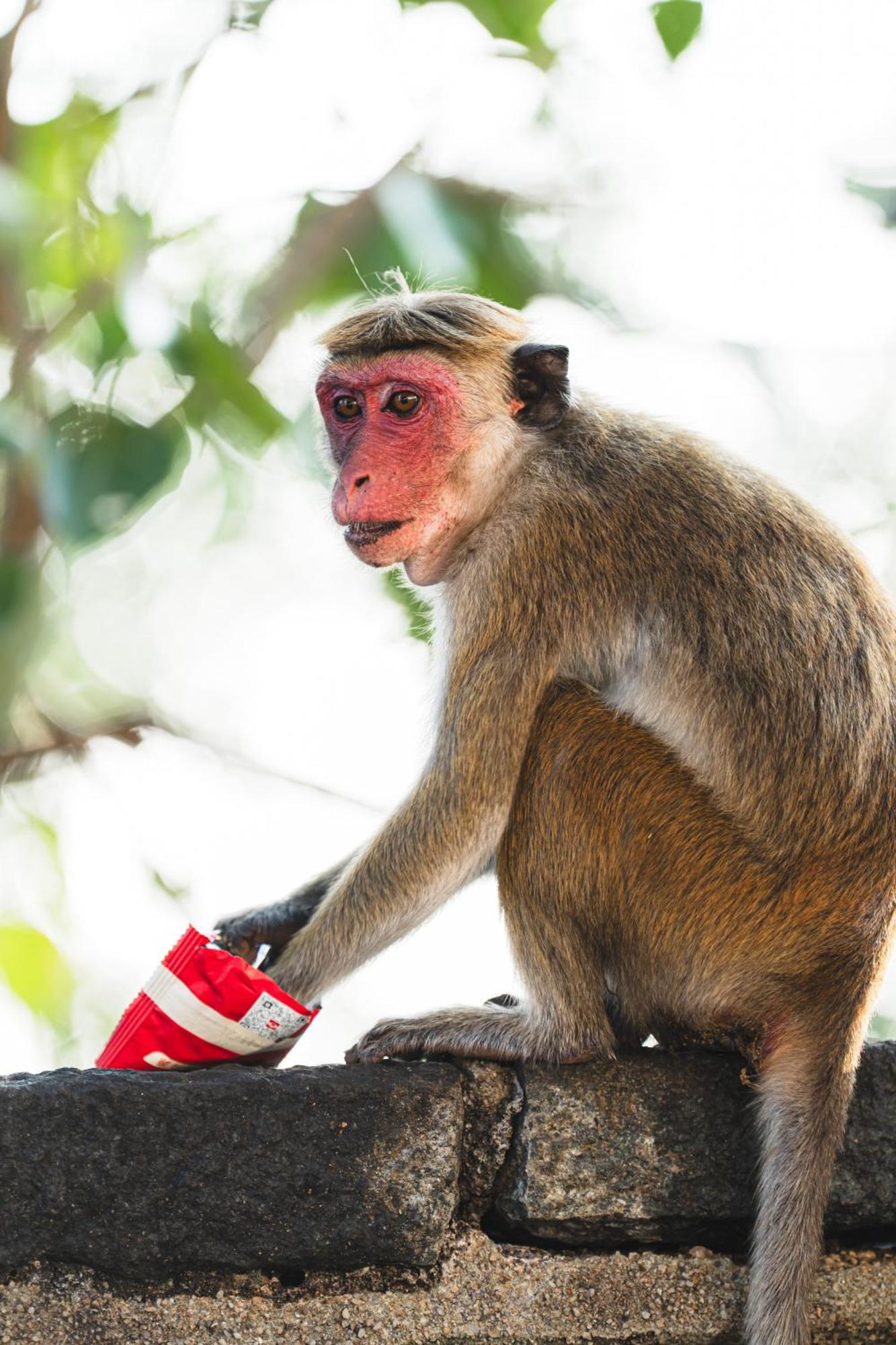 Sundaras Sigiriya Jungles Caves Resort ดัมบูลลา ภายนอก รูปภาพ